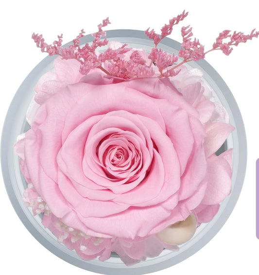 Agel pink rose preserved in an angel glass figurine